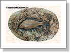 Ceramic Fish