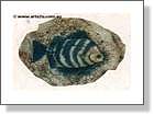 Ceramic Fish