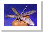 Dragonfly Sculpture
