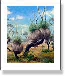 Grasstrees